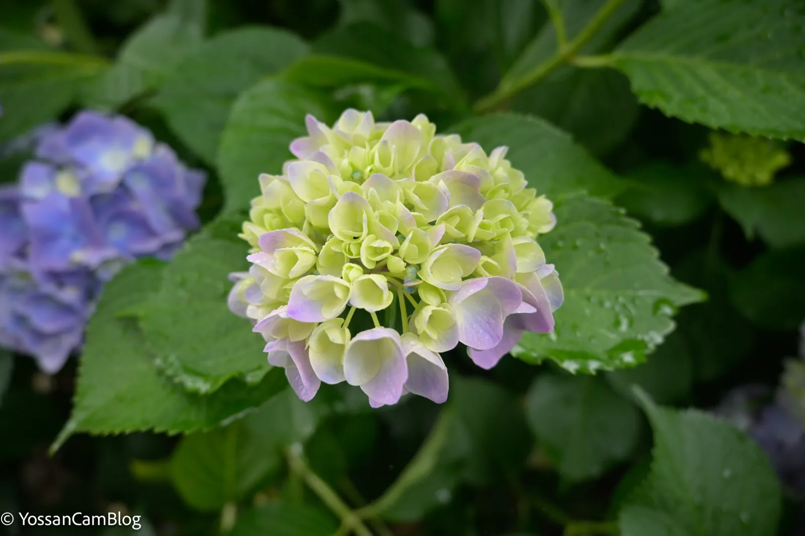 雨に濡れた紫陽花。背景に紫の紫陽花がボケている
