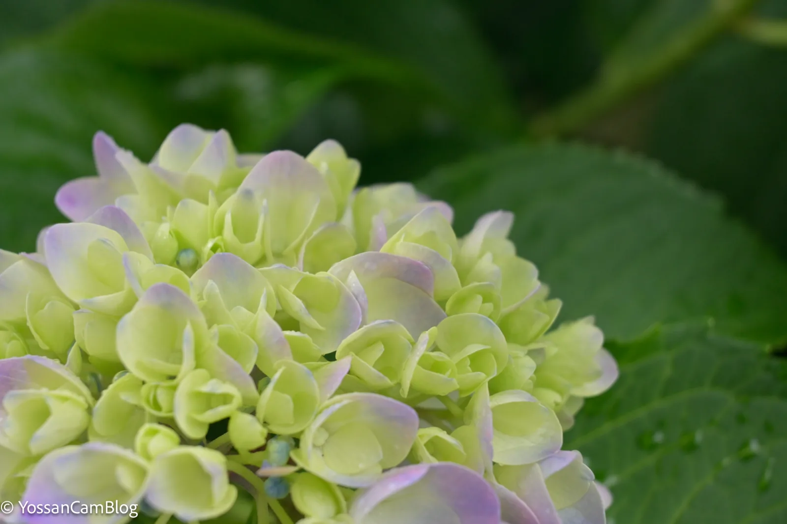 雨に濡れた紫陽花の寄り。背景が大きくボケている