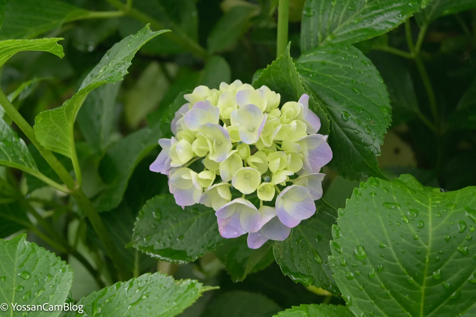雨の日の紫陽花。葉に大粒の水滴がたくさん乗っている