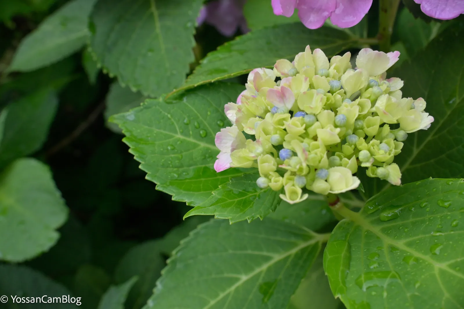雨に濡れた額紫陽花。奥にピンクの紫陽花が見える