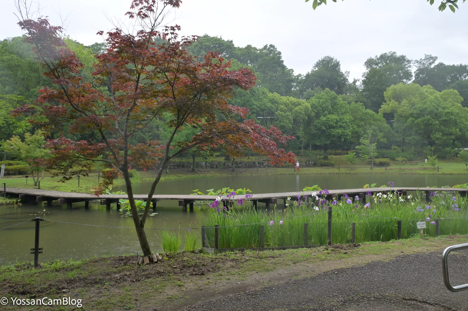 雨が降る公園の池。花菖蒲と紅い楓、木の橋が見える