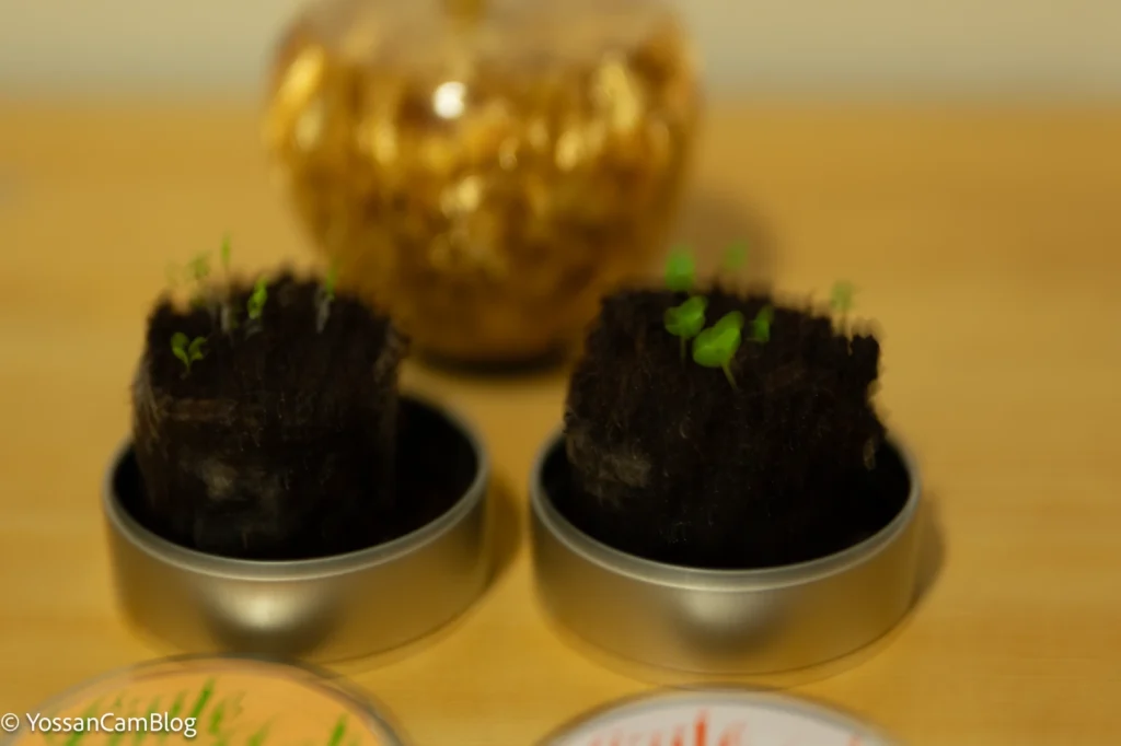 夜の室内で撮影した栽培キットの芽。シャッタースピード1/6秒で全体がブレている