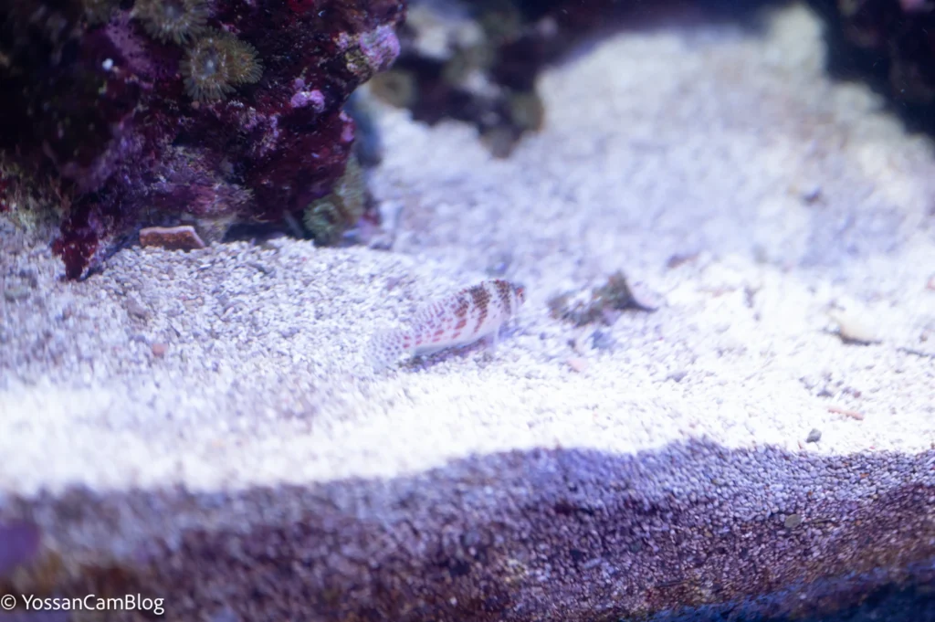 水族館の水槽の中の魚と白い砂。魚と周りの砂粒は解像し、手前と奥だけがボケている
