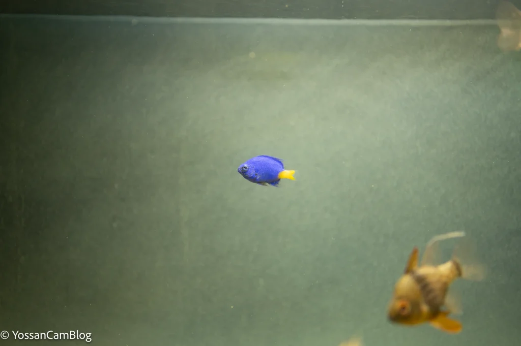 水族館の水槽を泳ぐ青い魚。奥に別の魚が見える