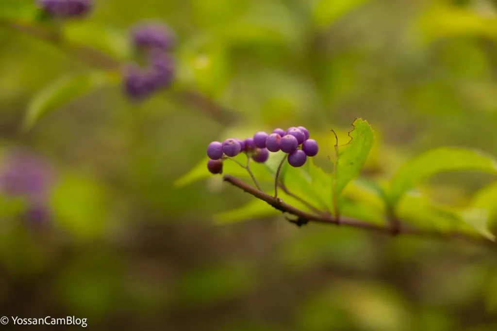 緑の葉を背景に、紫色の小さな実が房になって枝先についている。50mm・F2.8で撮影