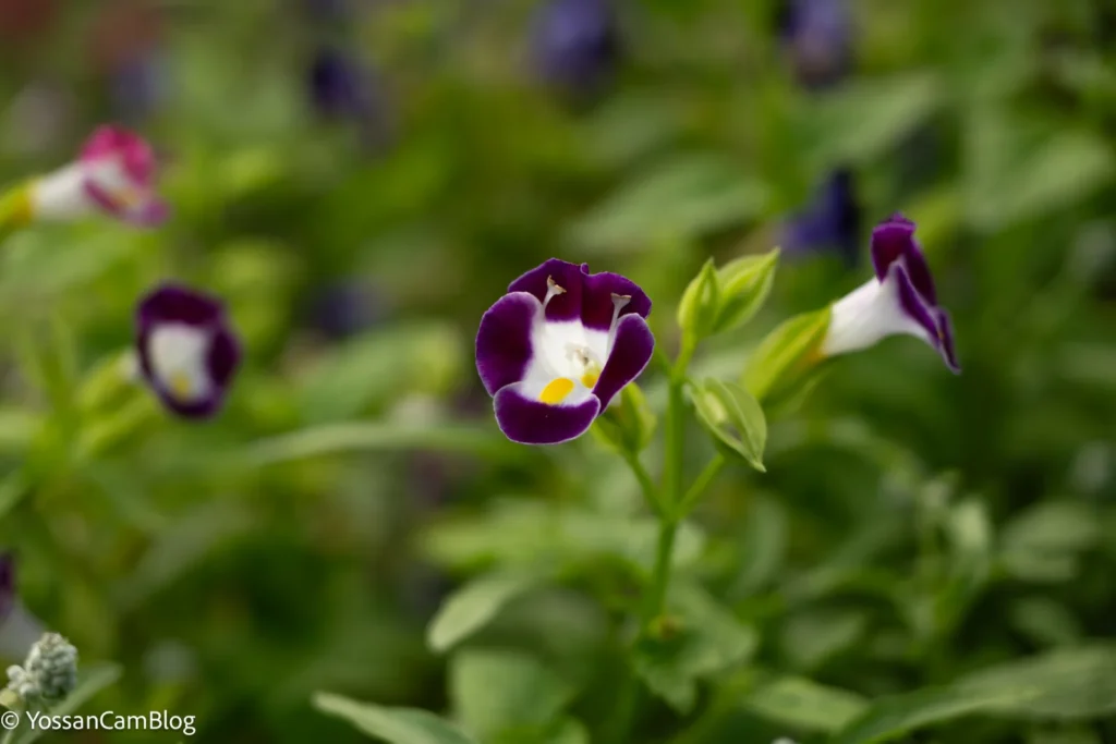 紫と白の小花を50mm・F2.8で撮影。背景の花と葉が大きくボケている