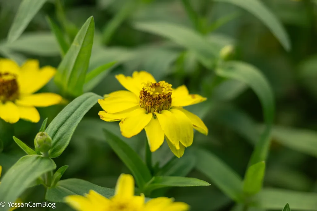 黄色い花に50mm・F2.8で寄って撮影。花の中心にピントが合っている