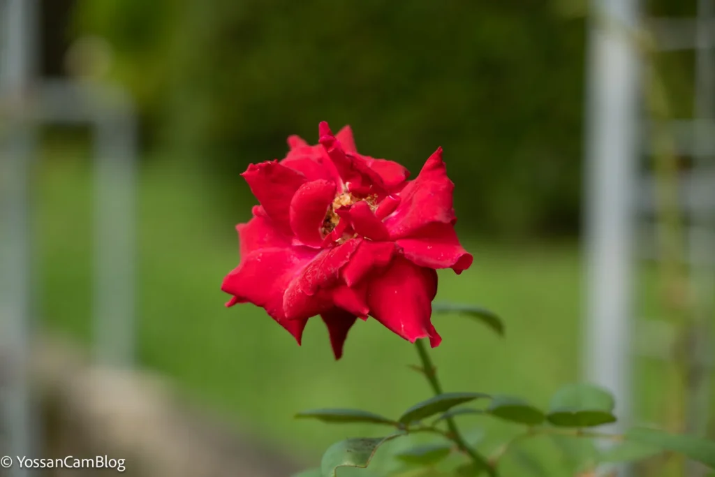 花びらが幾重にも重なった赤い花。背景の緑と柵がボケている。50mm・F2.8