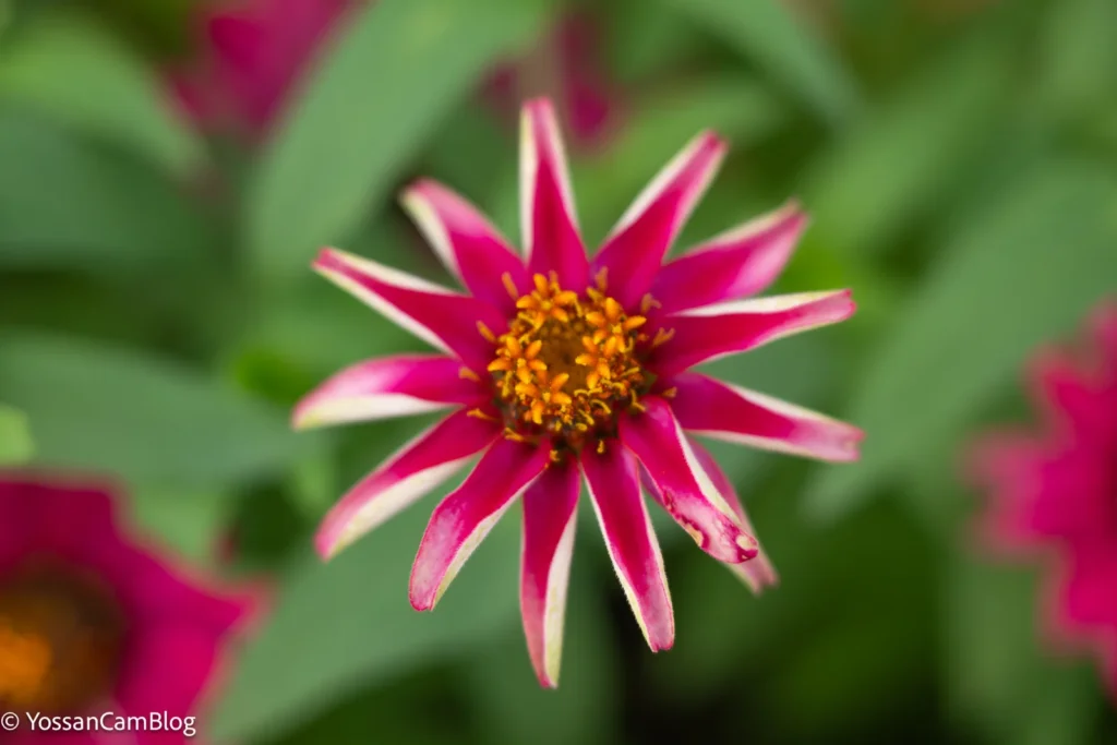 ピンクの花に50mm・F2.8で寄って撮影。中心の黄色いしべにピントが合っている