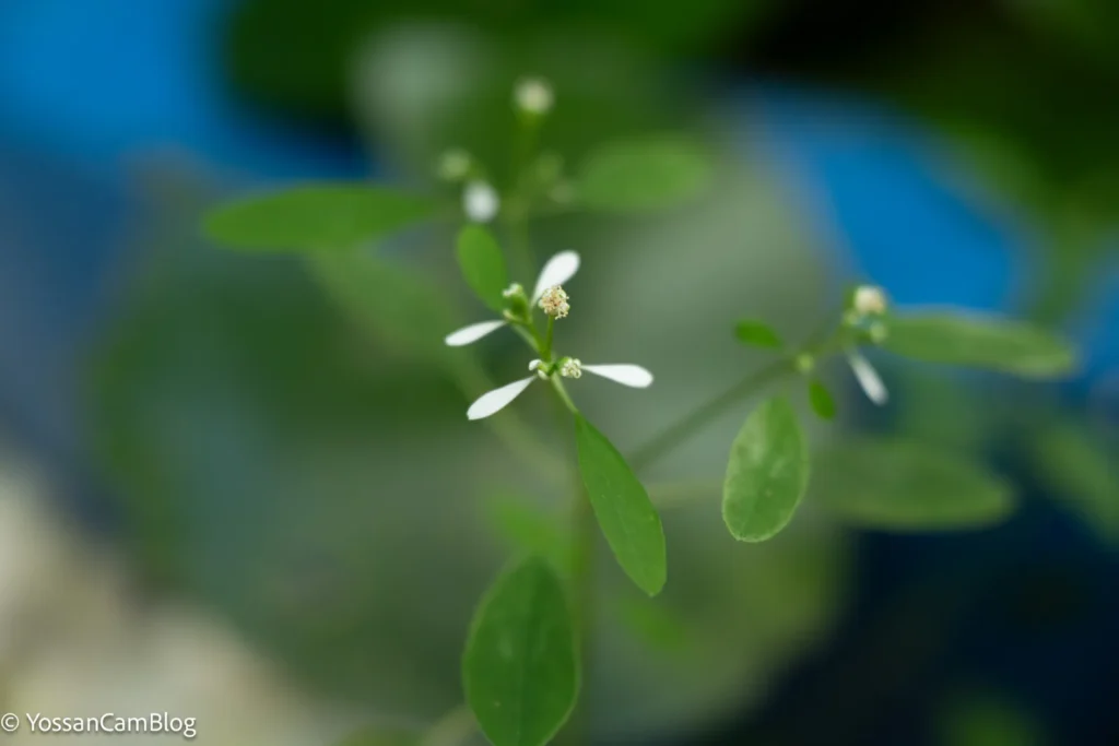 青い背景の前に咲く白い小花。50mm・F2.8・1/200秒。背景が色の面になっている