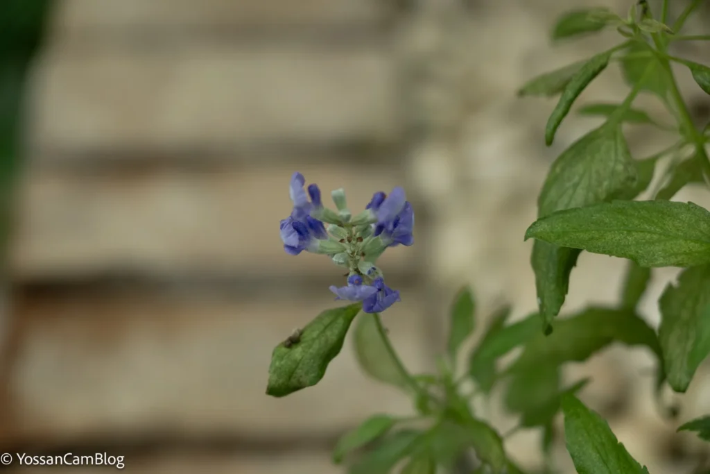 石垣の前に咲く青紫の花。50mm・F2.8・1/250秒。石垣がボケている