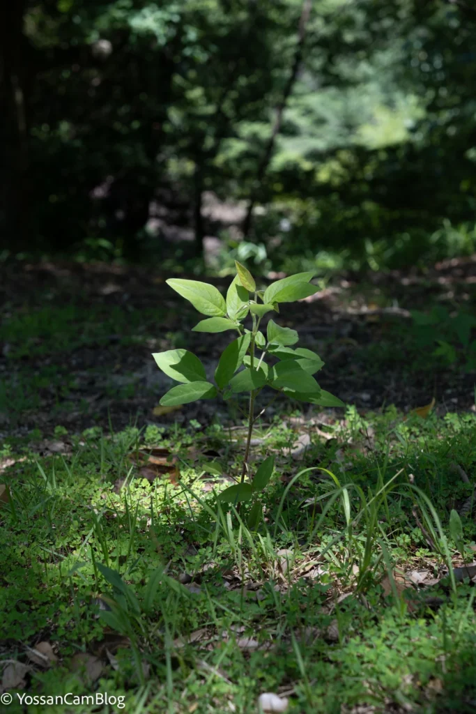 木陰の地面に一本だけ立つ草に光が当たっている。背景の林は暗くボケている