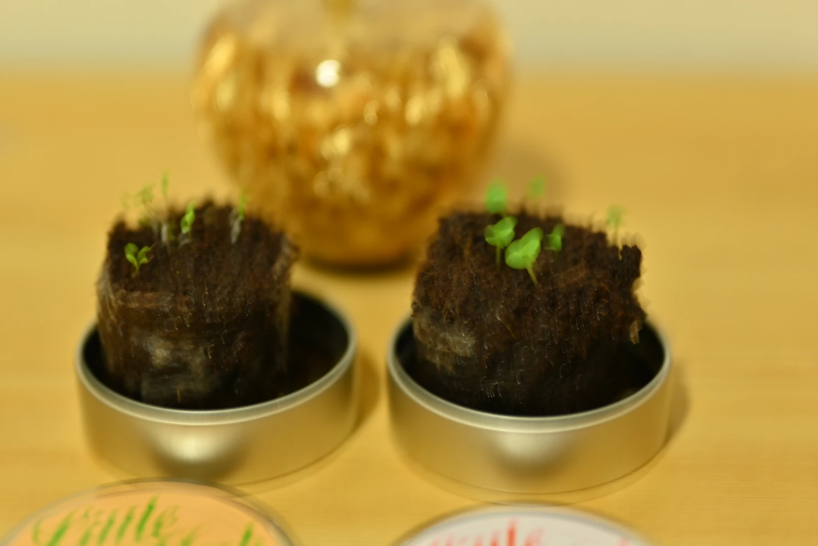 室内で育てている植物を1/6秒で撮り、手ブレで流れた写真